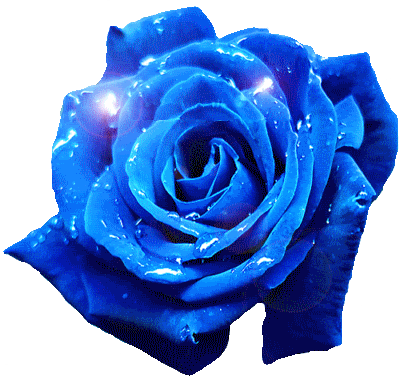 Rose s Web Design
